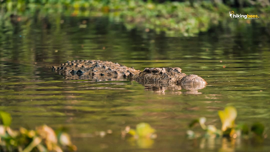 Chitwan Jungle Safari Tour – 2 Nights, 3 Days