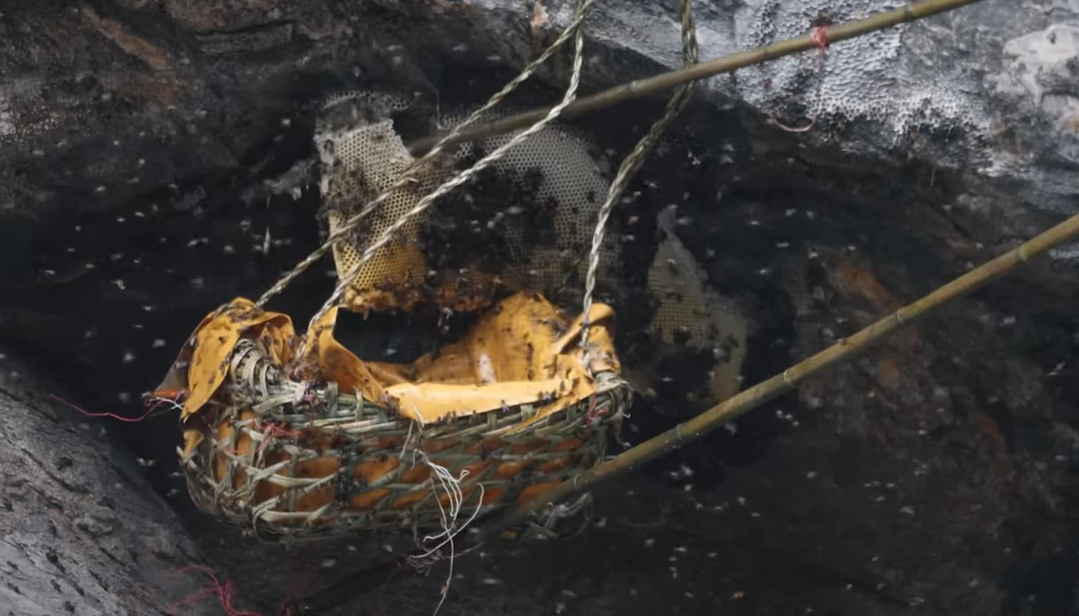 Honey Hunting in Ghanpokhara (Ghalegaun) -  8 Days