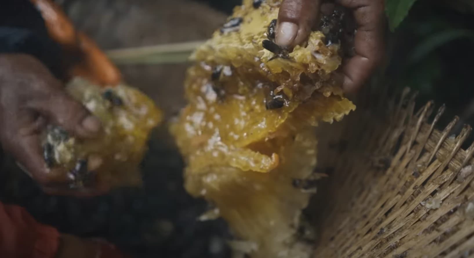 Honey Hunting Tour in Lamjung, Siurikhola