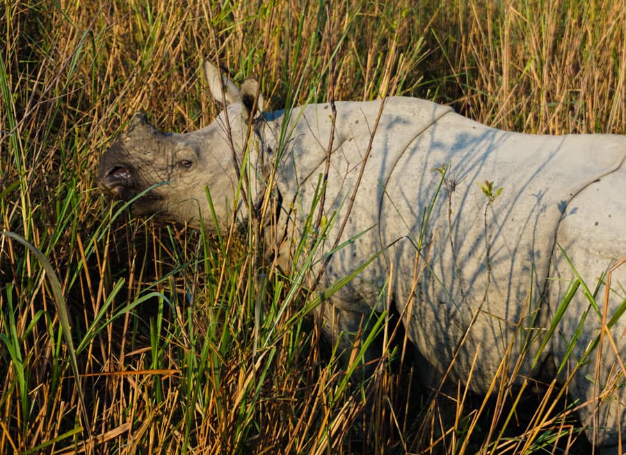 Bardiya Jungle Safari– 4 Days