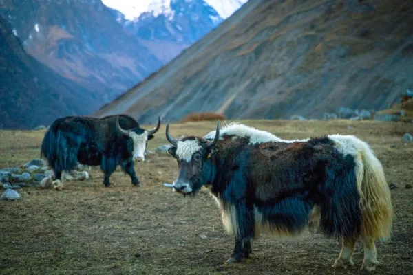 Manaslu Trek Routes