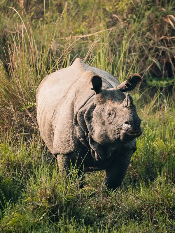 Jungle Safari in Nepal