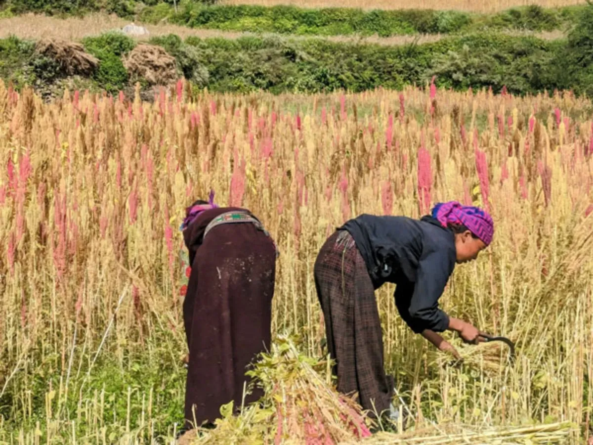 Local Ladies in fields