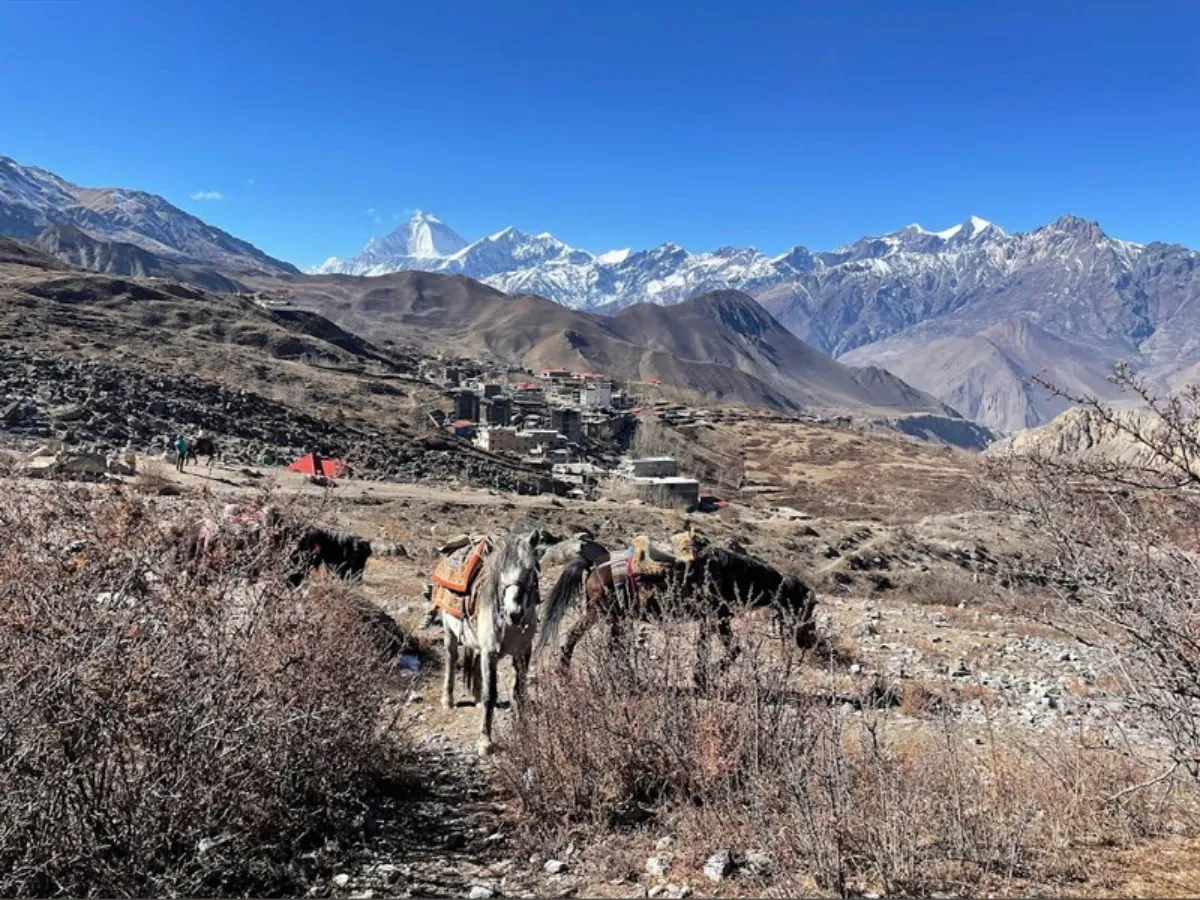 Mules Grazing in Annapurna Region