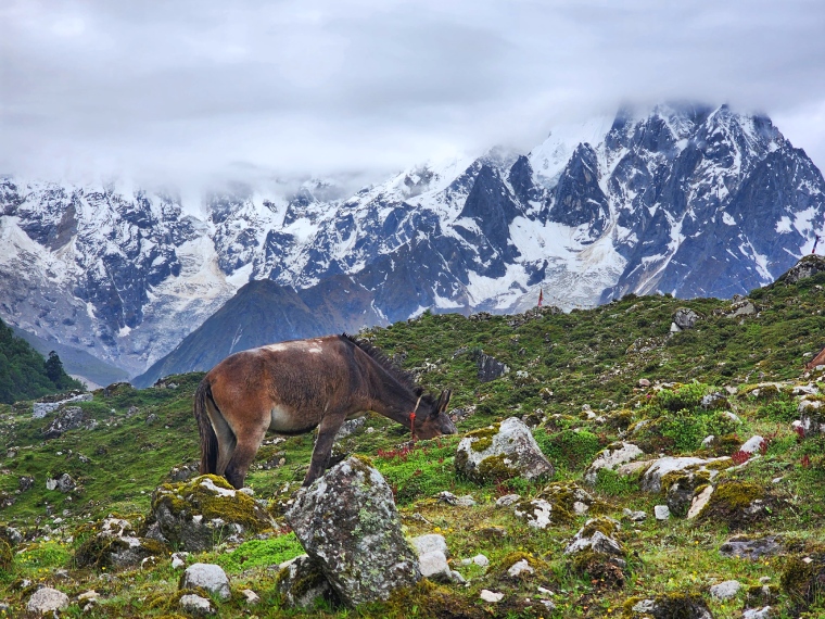 Mules grazing on the hImalayas