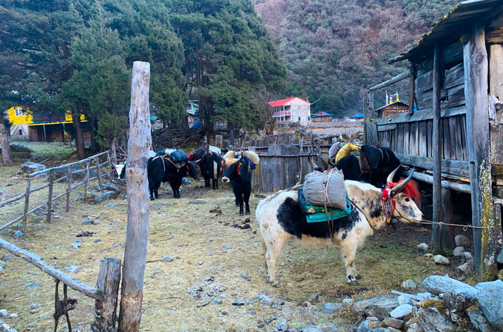Yaks in Kanchenjunga trail