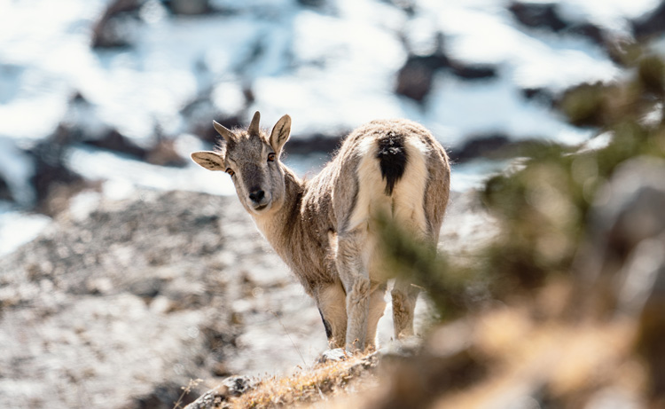 Goat grazing on Manaslu