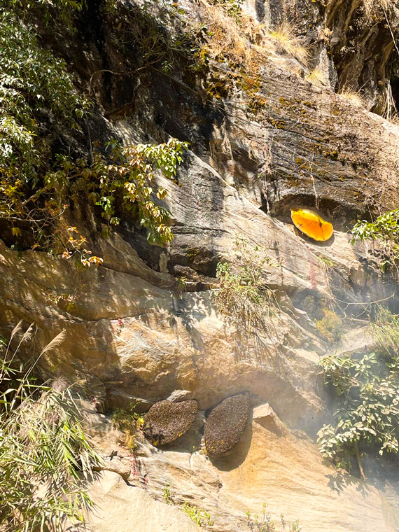 Honey hive on the cliff of mountains