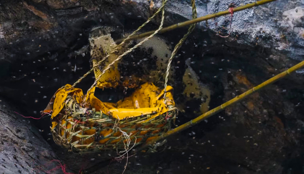 honey hunting in Lamjung