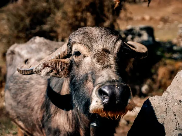 Buffalo Birethanti