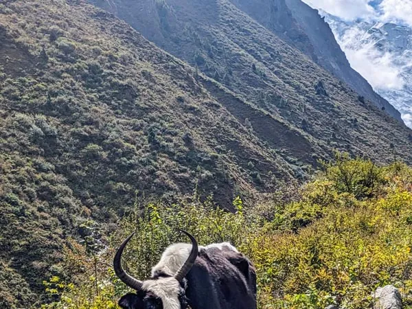 Cow Grazing