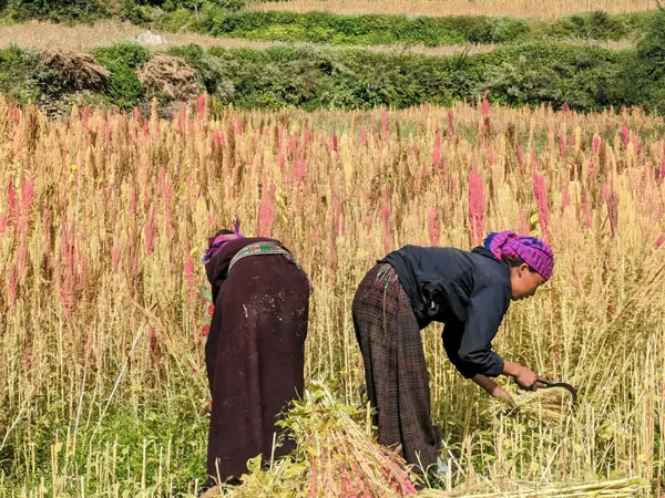 Ladies Working