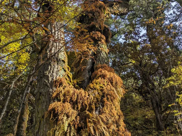 Namrung Forest