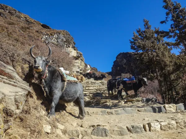 Yaks Everest