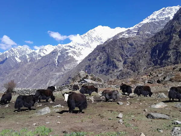 Yaks In Langtang Fqnj3ra